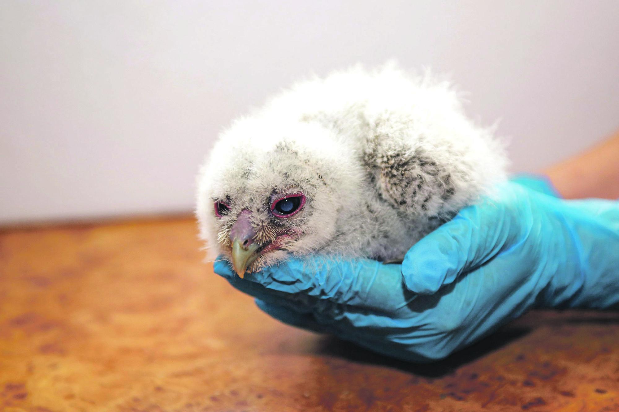 Воронежские волонтеры нашли совенку новую семью 